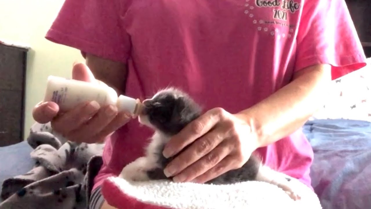Bottle Feeding Lazy Latching Kitten YouTube