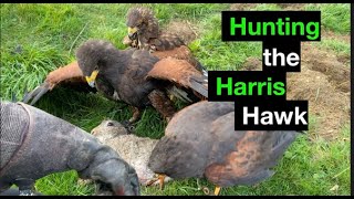 Hunting Harris hawks, on rabbit with a ferret. by Hawk Riders 18,643 views 3 years ago 3 minutes, 33 seconds