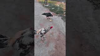 aseel murga fighting #aseel java fighting #foryou #birds #viralvideo #