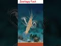 The World's Loudest Animal 🦐| Zoology Fact