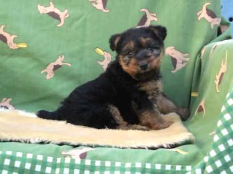 ウェルシュテリア・オス4/24生まれ｜子犬販売PADOG・大阪府ブリーダー