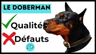 TOUT SAVOIR SUR LE CHIEN DOBERMAN 👉 Caractère - Qualités - Défauts
