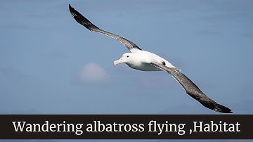 Wandering albatross flying || Wandering Albatross Habitat || wandering albatross size
