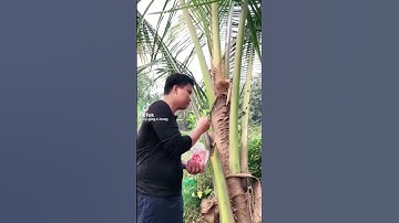 Mẹo làm  dừa ra trái sai quả. (Kỹ thuật trồng dừa).