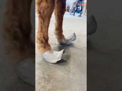Video: Bagaimana untuk menyediakan kasut kuda?