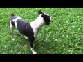 Dog Obedience Group, Wallkill, NY 845-430-1764 Dog Obedience Group, Wallkill, NY 845-430-1764
