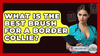 What Is The Best Brush For A Border Collie? - Ask A Pet Vet