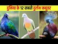 दुनिया के 12 सबसे दुर्लभ कबूतर | 12 rarest pigeons in the world