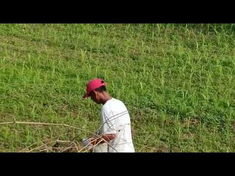 Pemupukan Sorgum Berbasis Kearifan Lokal untuk Meningkatkan Kesuburan Tanah di Desa Papayan