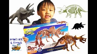 Noah builds a Triceratops skeleton kit! 2018