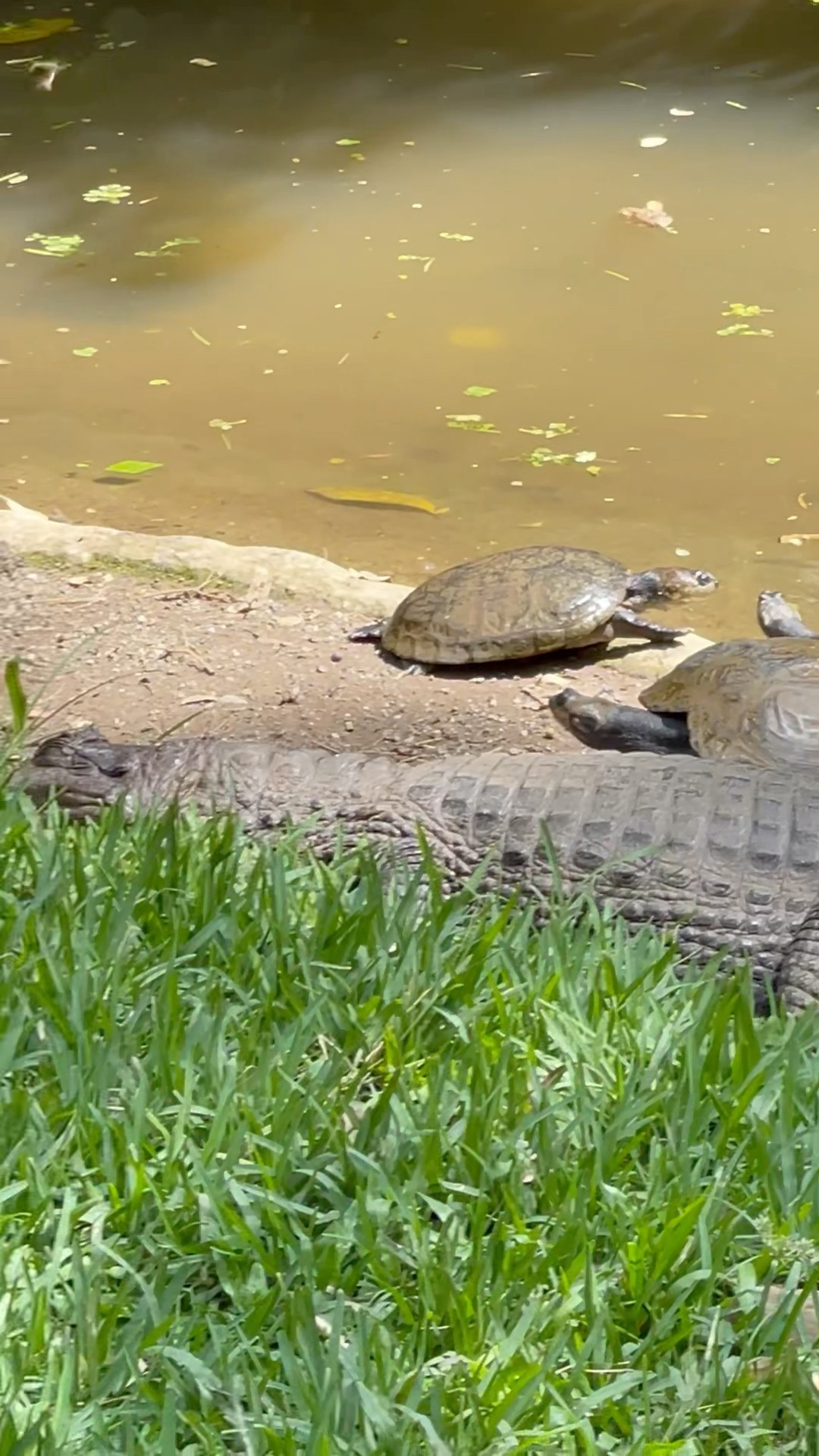 Great Friendship Between Alligator and Turtles