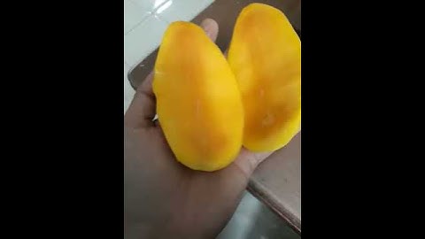 Xoài cát chu CHUẨN vị