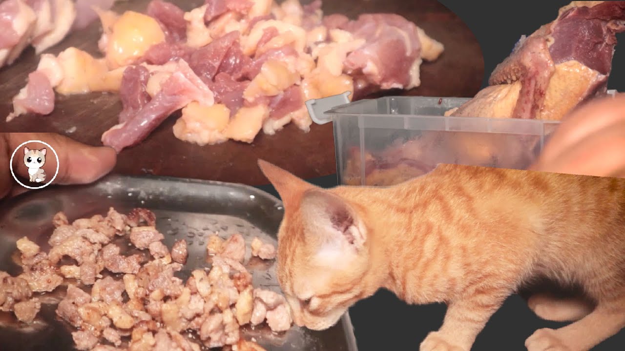 cute-cat-video-video-43-my-cat-got-hungry-at-midnight-youtube