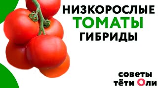 Низкорослые томаты. Какие сорта  и гибриды сажать.