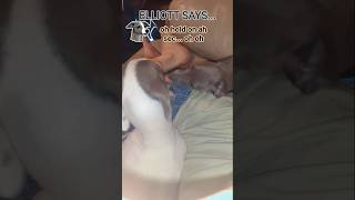 Another "Elliott Says"! #grayhound #iggydog #italiangrayhound #funnydogvideos #puppy #pets #cutedogs