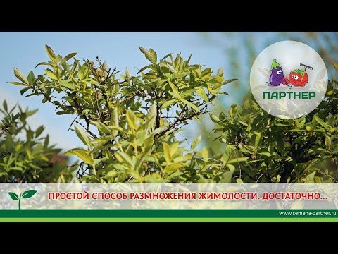 ПРОСТОЙ СПОСОБ РАЗМНОЖЕНИЯ  ЖИМОЛОСТИ. ДОСТАТОЧНО...