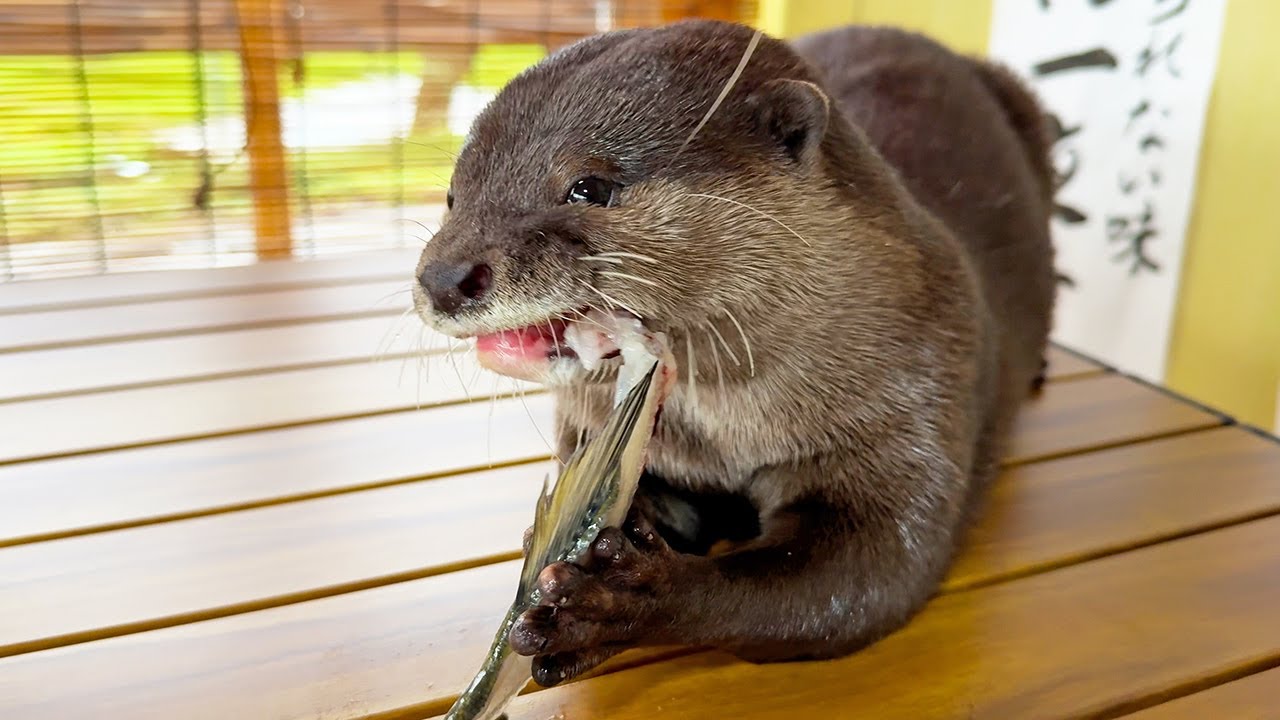 [Original Video] Otters That Loves Sweetfish So Much They Even Enjoy ...