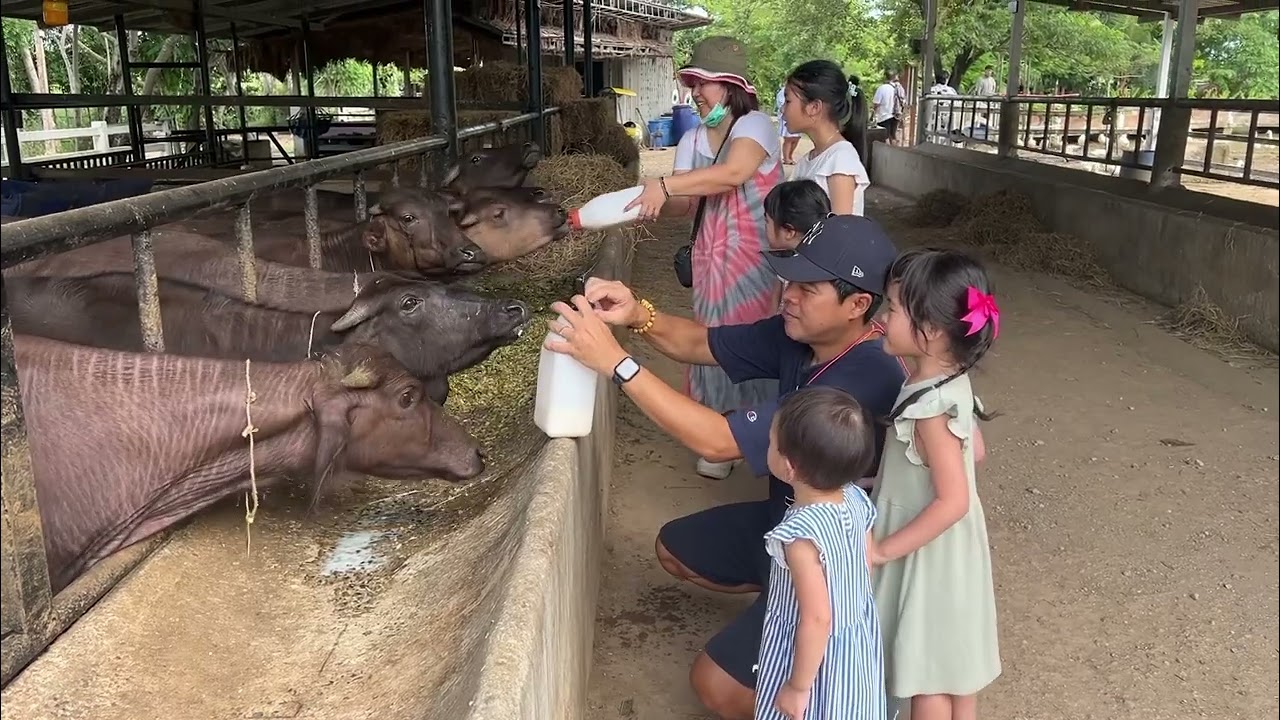 Feeding murrah from Murrah farm Sukjai and Sandee