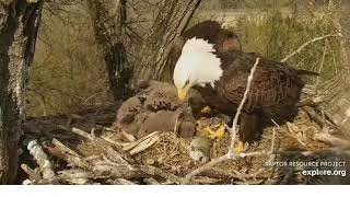 05.04.19~Decorah Eagle Cam~Mom feeding kids~DM-2 brings in fish~D32 wants some of that fish!