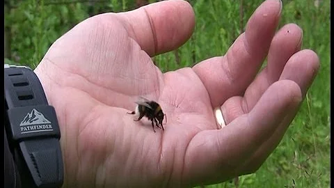 Are bumble bees friendly?