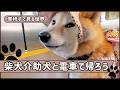 【密着】世界で1頭の柴犬介助犬と電車で帰る車椅子の様子