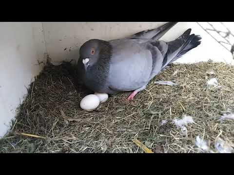 Vidéo: À Quoi Ressemblent Les Poussins De Pigeon