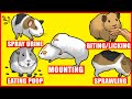 Guinea Pigs Body Language and Behaviors Explained