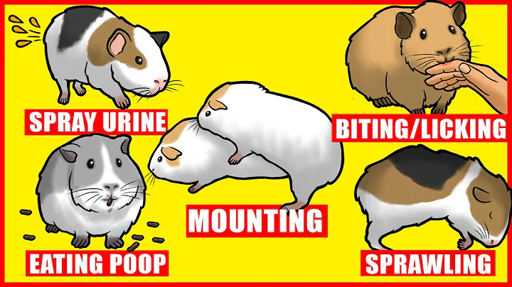 Decoding the Fascinating Behaviors of Guinea Pigs
