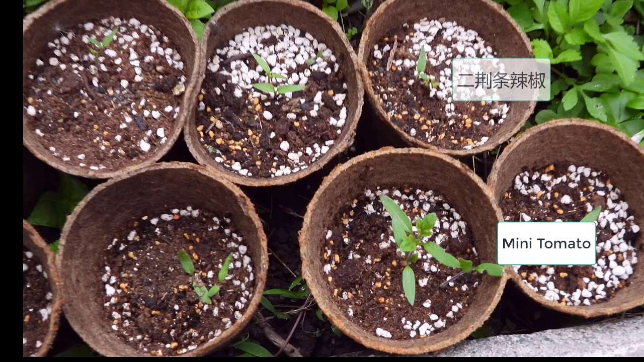 家庭菜园墨西哥辣椒minitomato 防虫 Youtube