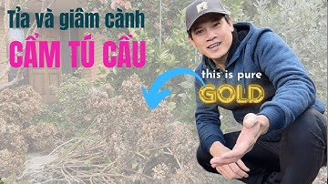 71. Cách giâm cành cẩm tú cầu II Trồng mâm xôi và phúc bồn tử trong chậu II Healing with nature