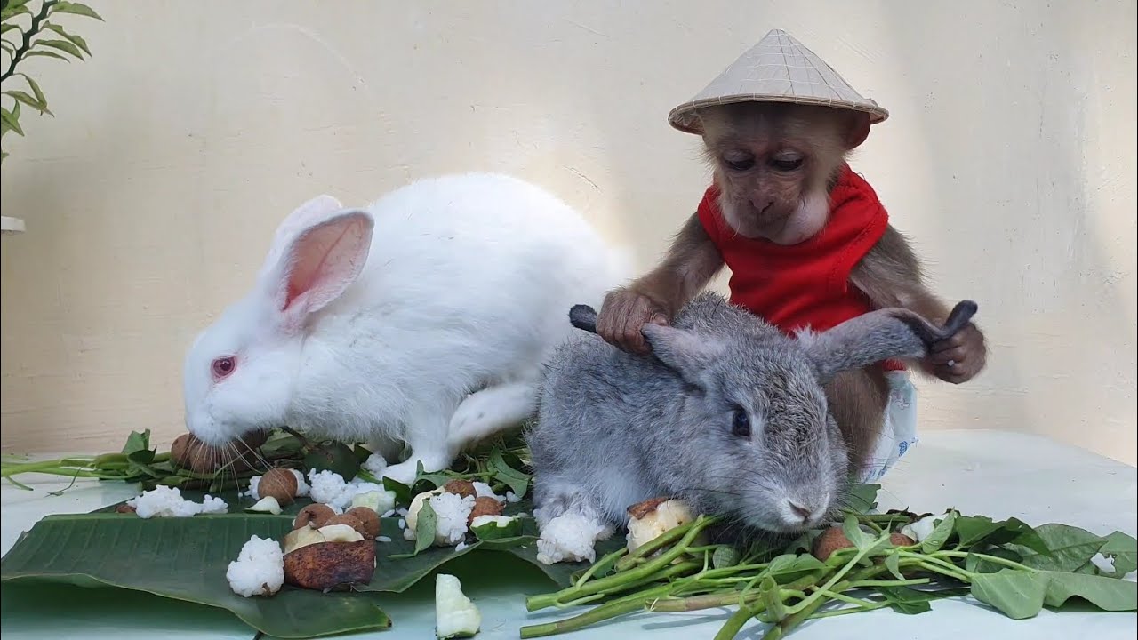 Mika monkey bullies gray rabbit while eating breakfast - YouTube