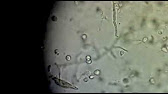 Tutorial C4D - Virus y bacterias al microscopio - YouTube