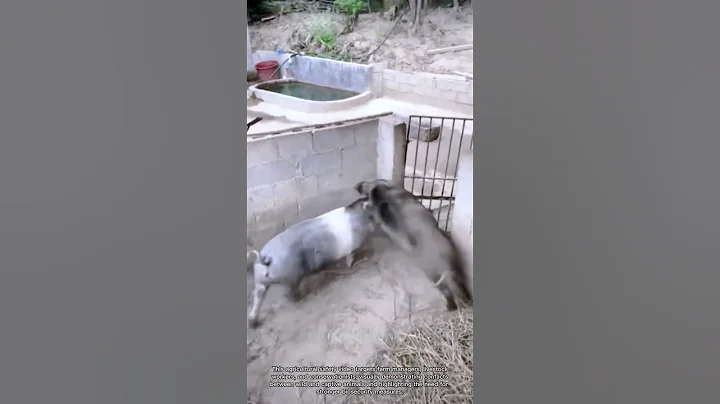 Wild Boar and Domestic Pig Fight Recorded in Farm
