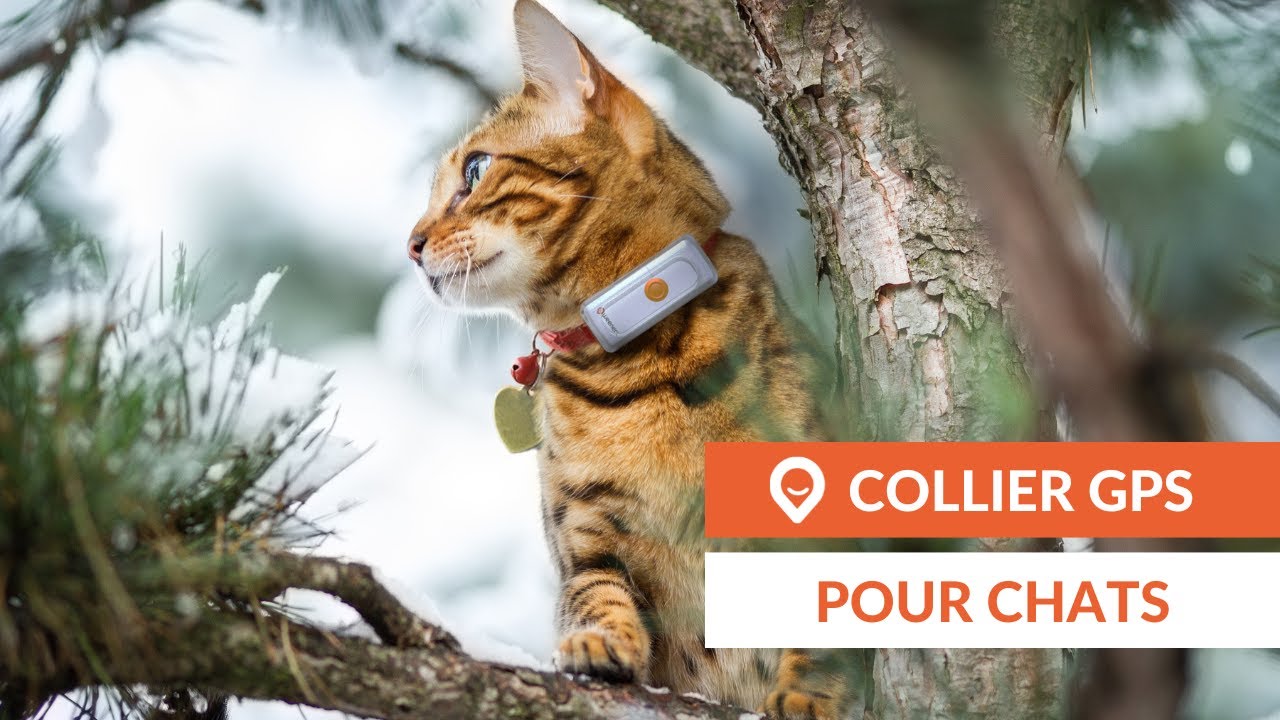 Weenect Traqueur GPS XS pour les chats, Noir