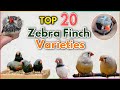 Top 20 most Beautiful Zebra Finches Colour Mutations | Zebra finch Varieties | Types of zebra finch