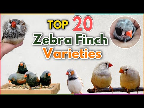 Top 20 most Beautiful Zebra Finches Colour Mutations | Zebra finch Varieties | Types of zebra finch