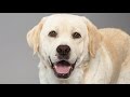 Dogs barking sounds angry | Funny Dog Barking Videos Compilation