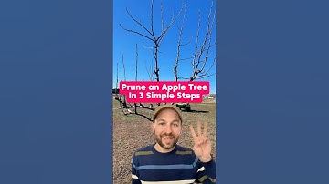 Prune an Apple Tree in 3 Simple Steps #shorts #fruittrees #pruning #appletree #growyourownfood