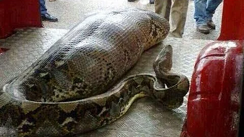 10 Pet Animals That Ate Their Owners