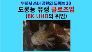 부천시 송내 공원의 도롱뇽 30. 도롱뇽 유생 클로즈업 (8K UHD의 위엄); Korean salamander 30. Close-ups of tadpoles (8K UHD) by 이덕하의 진화심리학 82 views 11 days ago 16 minutes
