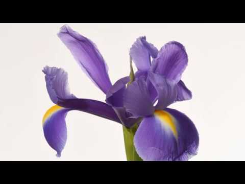 Iris flower time