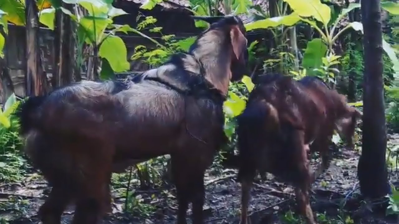 Traditional Goat Farming In Village Bigest Goat Farm in Village YouTube