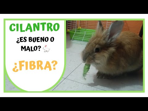 ¿Los conejos PUEDEN COMER CILANTRO? 🌿 | ALIMENTACIÓN DE UN CONEJO