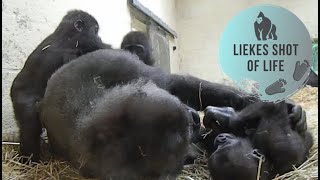 BABY GORILLA'S TAYARI AND IRIKI LOVE TO PLAY WITH AUNT GYASI