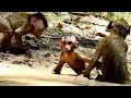Funny Day For Small Baby Monkey Playing Muddy Water | Sounds Monkey