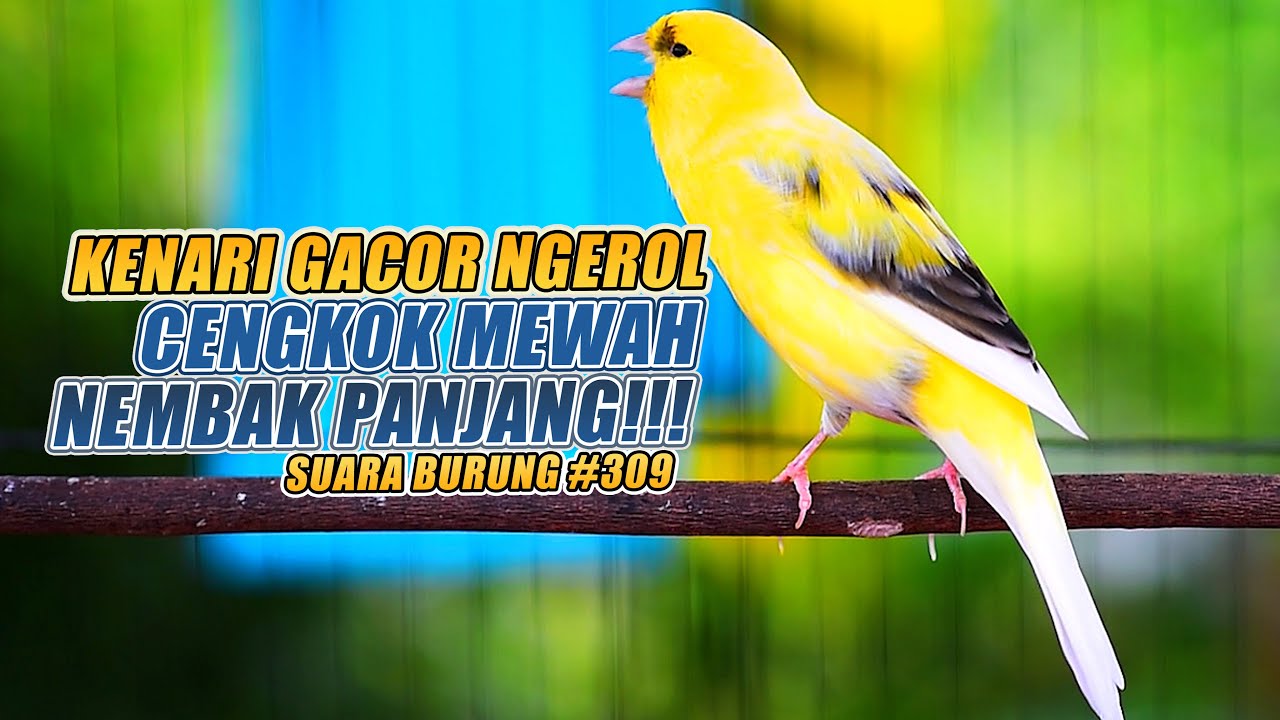 SUARA BURUNG |309| Kenari GACOR PANJANG INI Cocok untuk Masteran KENARI PAUD dan Kenari Macet BUNYI