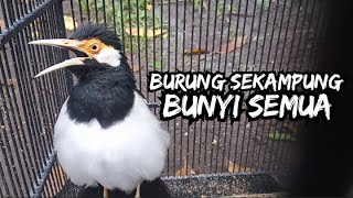 PANCINGAN JALAK SUREN GACOR SETIAP WAKTU #jalaksurengacor