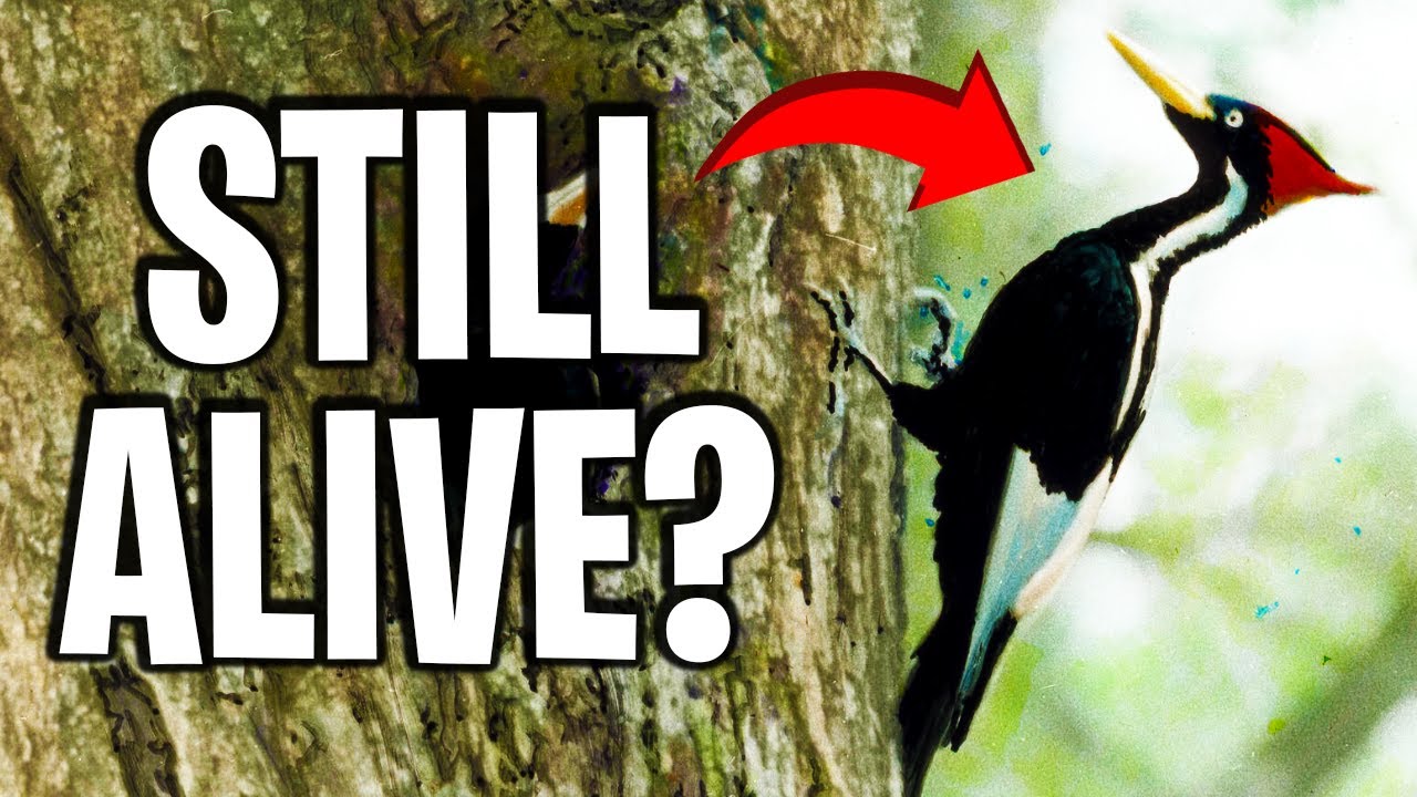 Is The Ivory Billed Woodpecker Still Alive In 2022? - YouTube