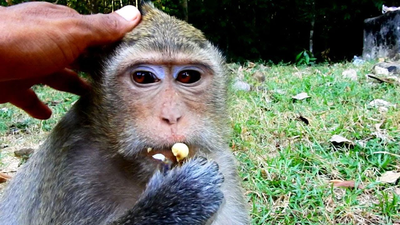 leylandii hedge Touching !! very sweet Mom Leyla Holding baby/Monkey Leyla giving milk to beloved baby Lola