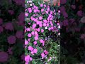 #shorts #short #shortvideo #brasil #history #art #farm #flowers #beautiful #culture #nature #flores